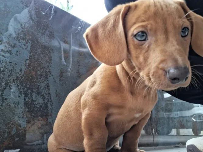 Dachshund mini (macho)