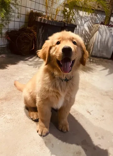 Vende-se filhote de Golden Retriever