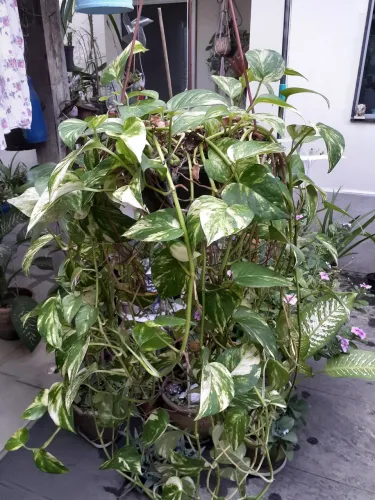 Planta giboia
