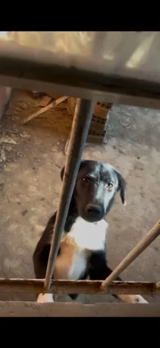 Doação de cachorros labrador com pastor alemão