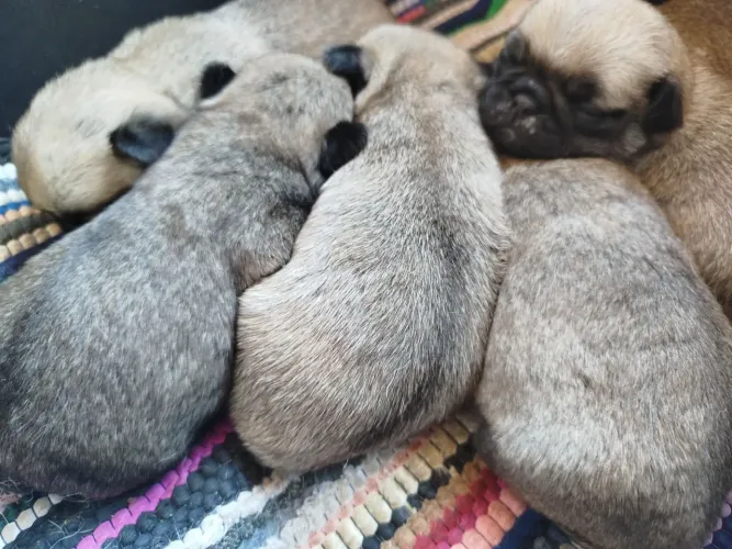 Filhotes de pug