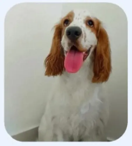 Doação de cão Cocker Spaniel