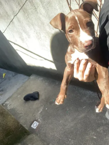 Pitbull puro filhote 3 meses