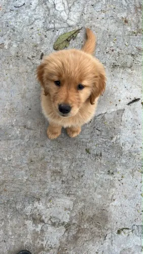 Fêmea filhote de golden retriver