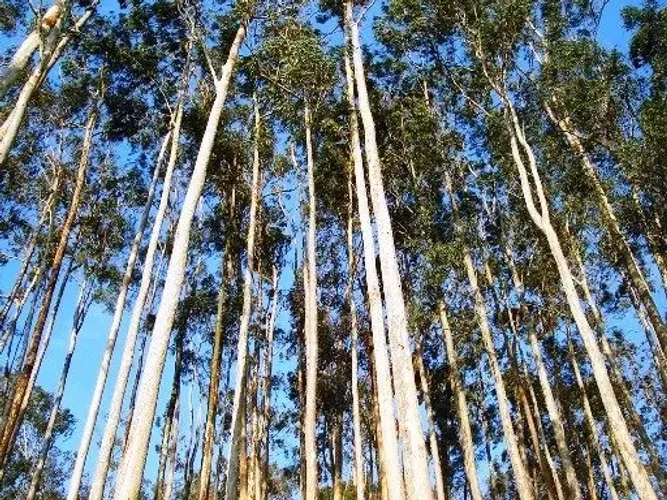 Floresta de Eucalipto Grandys