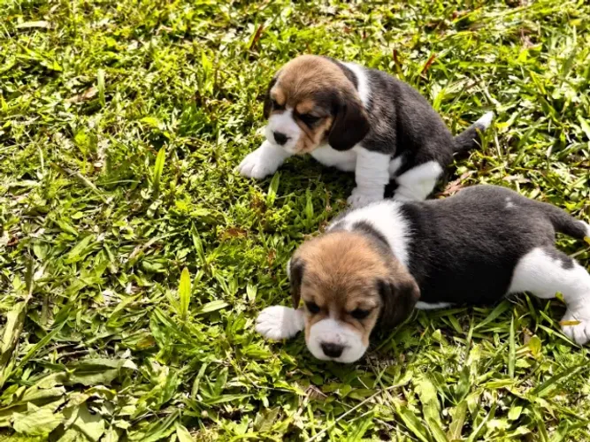 BEAGLE CARINHOSO