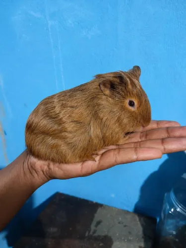 PORQUINHO DA INDIA INGLÊS 
