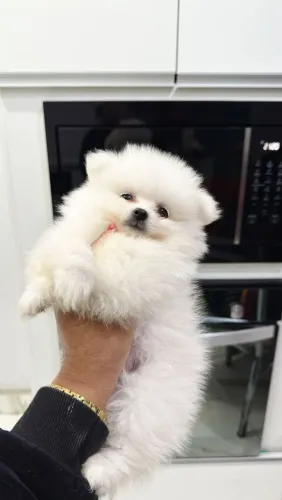 Spitz Alemão 