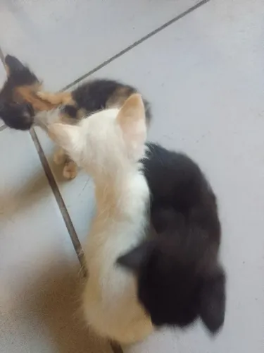 Doação de gatinho