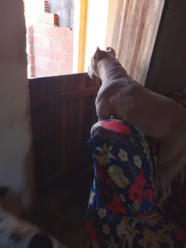 Vendo ou troco american bully fêmea 7 meses todas as vacinas v10 tomadas