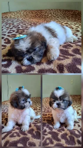 Lindos filhotes de Shih-tzu