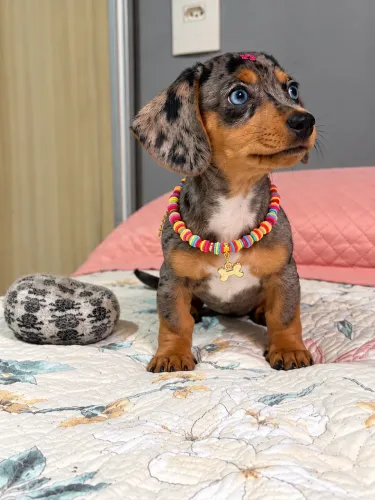 Filhote Teckel/Dachshund/Salsichinha Arlequim/Mofadinho Prateada Fêmea