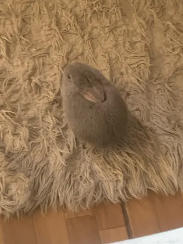 Coelha