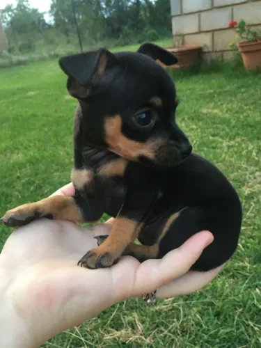 Pinscher o mais procurado- macho 