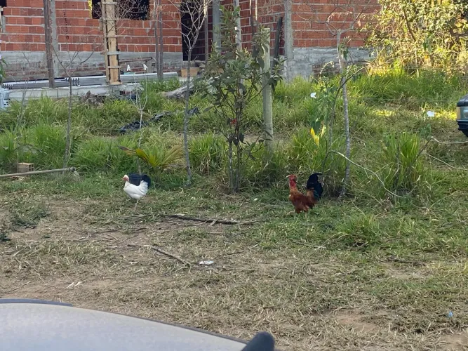 Casal de galizé pescoço pelado barato para hoje!
