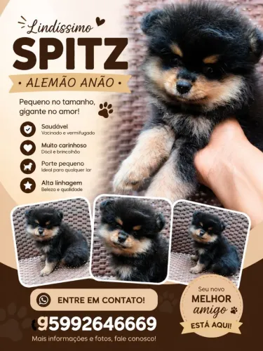 Filhotes de Spitz Alemão genuínos