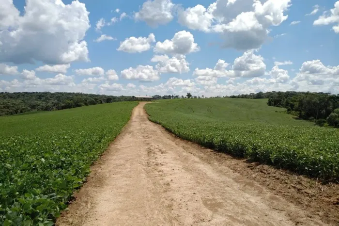 Lapa, Fazenda 42 alqueires ou 101,64 hectares, um talhão, Plantando 30 alqueires, à venda,