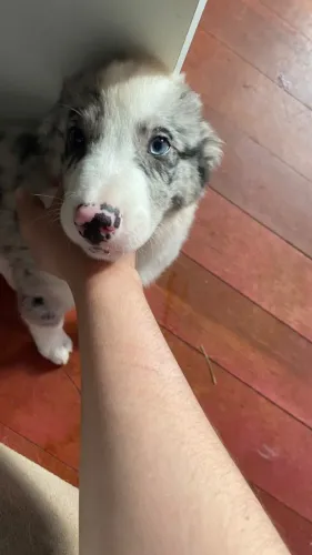 Border Collie (Filhote)