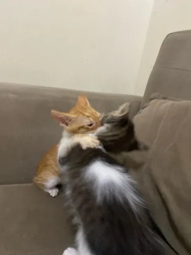 Gatinhos filhotes fofinhos para doação