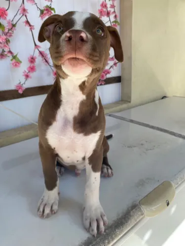 PITBULL MACHO 2 MESES