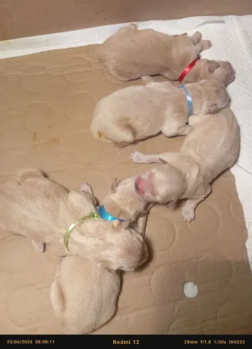 Filhote de Golden Retriever 