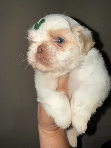 Vende-se filhote de shih tzu