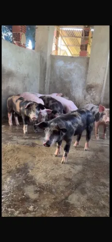 Leitões luxo
