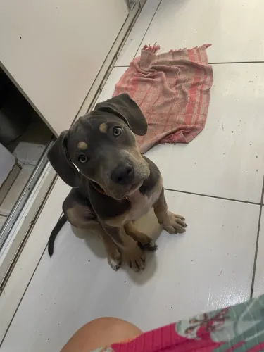 Pet 
