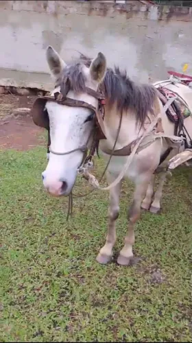 Vende-se ou troca cavalo com charrete 21