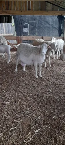 Lote ovelhas leiteiras