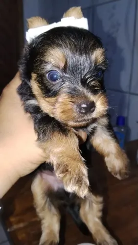 Vendo York micro machinho