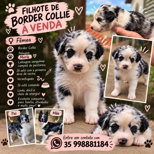 Border Collie fêmea