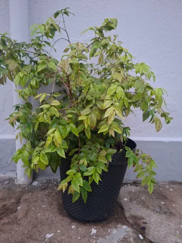 Jabuticabeira em vaso