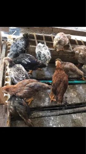 Pintinhos Caipira Mestiços índio. 