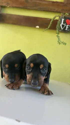 Salsicha Basset 