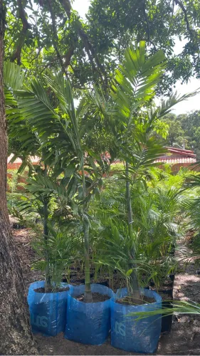 Pinanga
