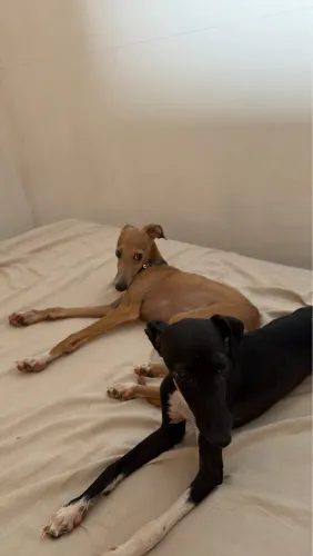 Galgo Italiano