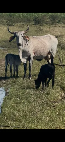 Novilhas de primeira cria com bezerras no pé.