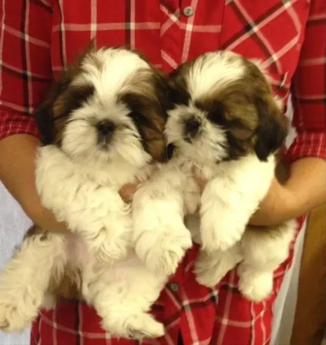 Shih tzu filhote