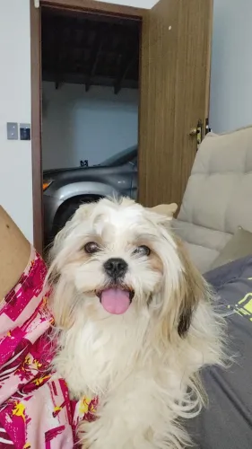 Cachorrinha shih tzu, 10 meses, vacinada, brincalhona e carinhosa