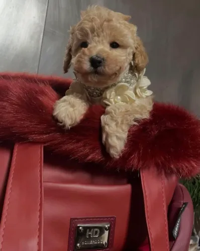 Lindos filhotes de Poodle toy anão