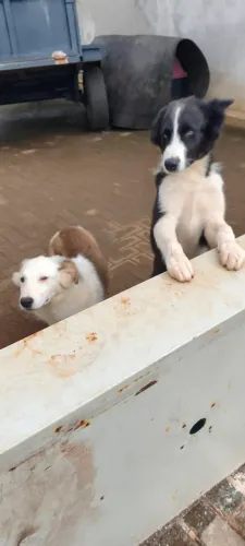 Filhotes border collie