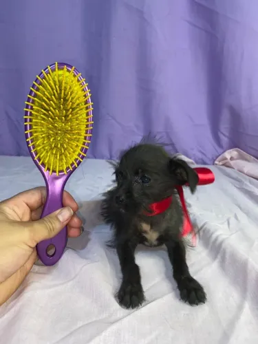 Pinscher com shihtzu n°0