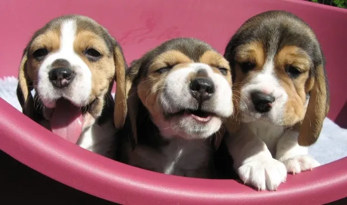 Filhotes De Beagle - Seus Dias De Solidão Acabaram 
