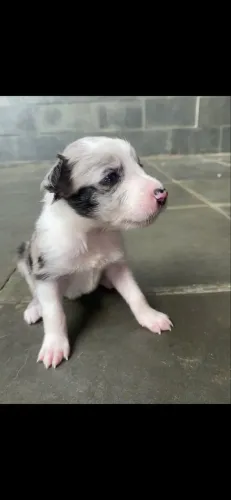 Filhote de Border Collie