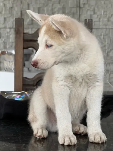 husky siberiano