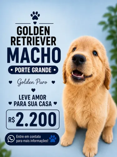 Golden retriever