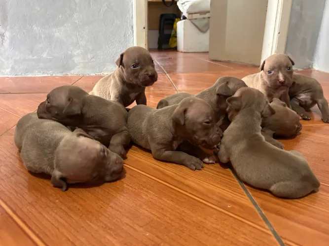 Filhotes de Pitmonster