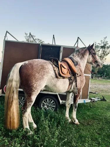 vendo cavalo oveiro