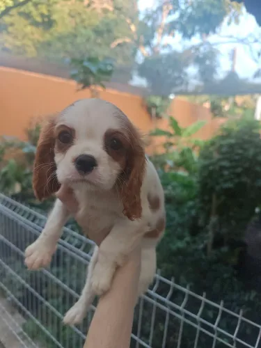 Linda filhote de Cavalier King Charles Spaniel 